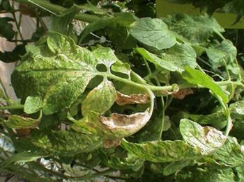 کنه حنایی گوجه فرنگی